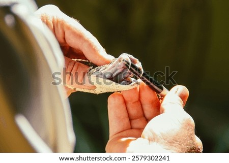 A close-up image of a snake venom extraction process. Hands firmly hold the snake as its fangs release venom into a collection tool. Scientific, controlled, and precise handling.