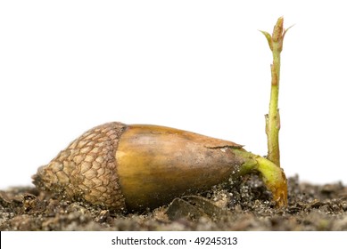 Closeup Image Of A Sprouting Acorn Seed.