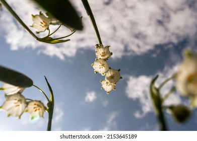 Close-up image of Summer Snowflake flowers against a blue sky