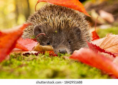 Close-up image of a surprised northern white-breasted hedgehog (Erinaceus roumanicus) taking a stroll across mossy forest floor covered with beautifully colored leaves on a warm autumn day. - Powered by Shutterstock