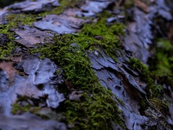 Close-up Image Of Tree Bark In Purple And Green Colors, With Forest Moss