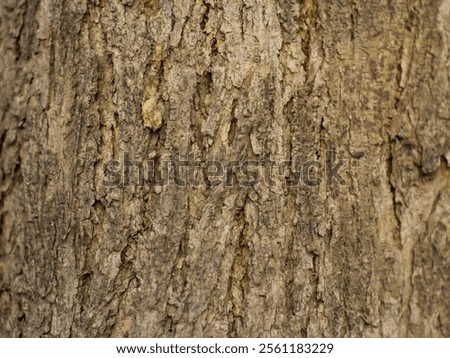 A close-up image of a tree bark texture with a rough, furrowed surface and a warm brown color.

