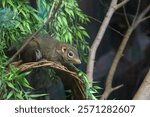 A close-up image of a tree shrew with leaves in the backgroun