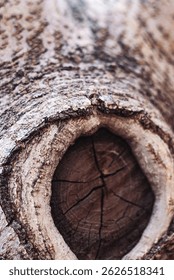 Close-up image of tree trunk with circular hollow core, cracked center, and detailed surrounding bark. Perfect for natural textures, hollow wood studies, symbolic tree cross-section visuals