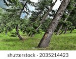 a closeup image of trees stem growing on sides of mountain. nature photography. 