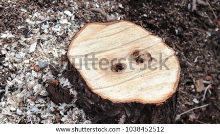 Close-up image of truncated tree section.