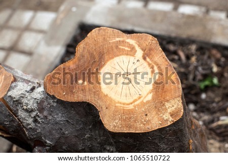 Close-up image of truncated tree section.
