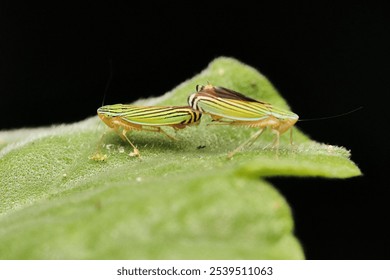 A close-up image of two striped bug perched on a green leaf against a black background, with plenty of space for copy - Powered by Shutterstock