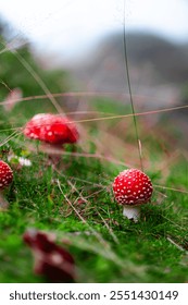 Close-up image of vibrant red toadstool mushrooms nestled in lush green grass, showcasing the beauty of nature and autumn colors in a serene outdoor setting.