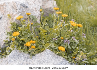 Close-up image of vibrant yellow wildflowers blooming on rocks in a natural landscape, with hints of other colored flowers Direct sunlight illuminates the scene - Powered by Shutterstock