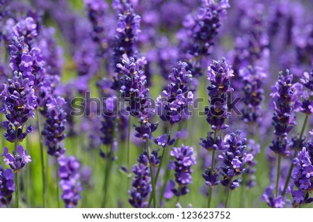 Closeup image of violet lavender flowers in the field in sunny day