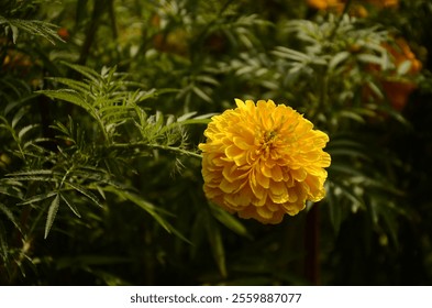 Close-up image of a vivid yellow marigold flower surrounded by lush green foliage, capturing the beauty of nature and tranquility of floral gardens in a striking and colorful composition. - Powered by Shutterstock