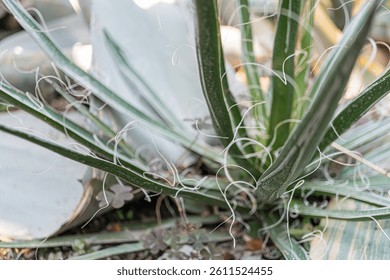 Close-up image of a well-cared-for spiky leaf plant, showcasing unique texture and patterns Vibrant green foliage against an outdoor backdrop patio or garden Suitable for marketing nature, garden