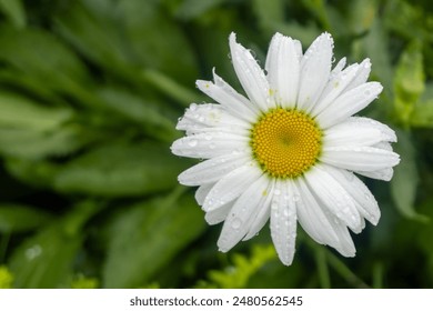 A close-up image of a white daisy with dewdrops on its petals, set against a lush green background in a garden - Powered by Shutterstock