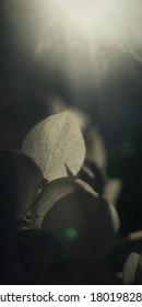 Close-up Image Of White Hydrangea Flowers With Soft Focus In A Dark Color Scheme With Rays Of Light