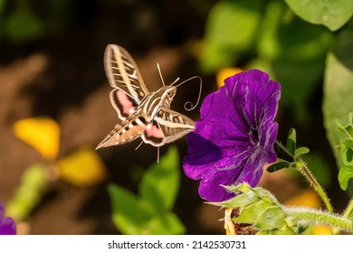 Closeup image of a White-Lined Sphinx Moth with its long tongue visible, while hovering in mid-air by a purple petunia.