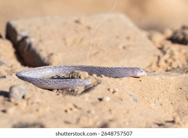 closeup image of zarundnyi´s worm lizard found in desert, abudhabi, uae