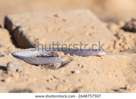 closeup image of zarundnyi´s worm lizard found in desert, abudhabi, uae