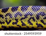 the closeup image of Yellow anaconda (Eunectes notaeus) body. 
is a boa species endemic to southern South America. It is one of the largest snakes in the world.