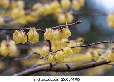 A close-up image of yellow flowers blooming on the bare branches of a tree.  - Powered by Shutterstock