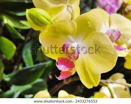 Closeup image of yellow orchid in the Botanical garden of Seoul. Orchidaceae (Latin Orchidaceae) is the largest family of monocotyledonous plants.