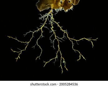 Close-up image of a yellow slime mould or slime mold (Physarum polycephalum) forming a tubular network of protoplasmic strands in search of food. Backlit, isolated