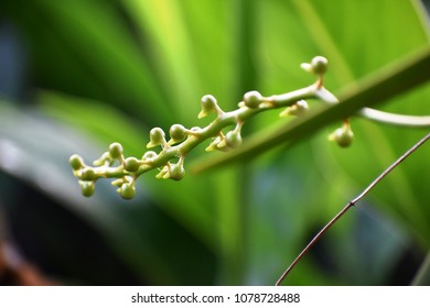 A closeup image  of young whild orchid blossom  - Shutterstock ID 1078728488