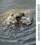 Close-up images of a Black Softshell turtle.