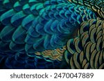 Close-up images of bright peacock feathers display seamless rainbow colors, intricate details, and exude beauty and wonder. can be used as a banner background