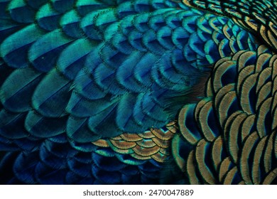 Close-up images of bright peacock feathers display seamless rainbow colors, intricate details, and exude beauty and wonder. can be used as a banner background - Powered by Shutterstock