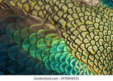 Close-up images of bright peacock feathers display seamless rainbow colors, intricate details, and exude beauty and wonder. can be used as a banner background - Powered by Shutterstock