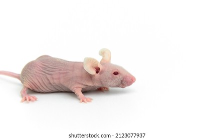 Mouse @getmeoffpls nude pics