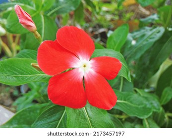 Closeup of Impatiens walleriana red colored flower,among green leaves and other blur background ,macro.