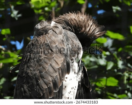 close-up of an imposing golden eagle