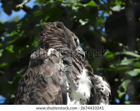 close-up of an imposing golden eagle
