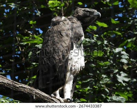 close-up of an imposing golden eagle