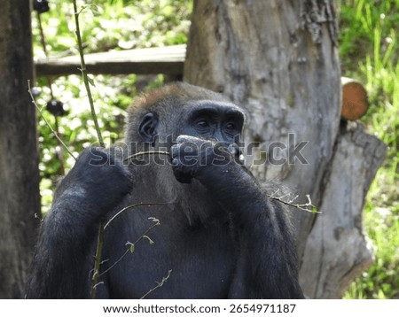 close-up of an imposing gorilla