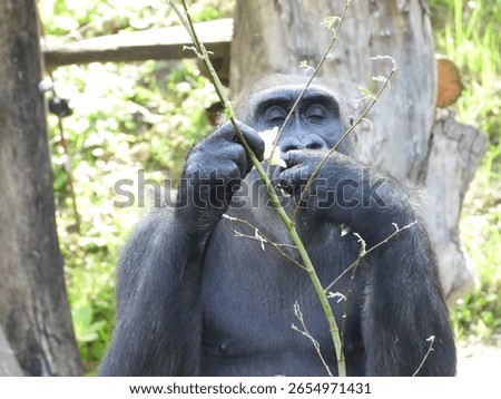 close-up of an imposing gorilla