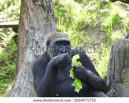 close-up of an imposing gorilla