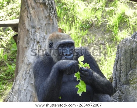 close-up of an imposing gorilla