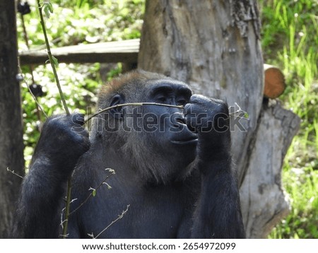close-up of an imposing gorilla