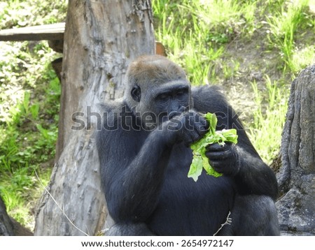 close-up of an imposing gorilla