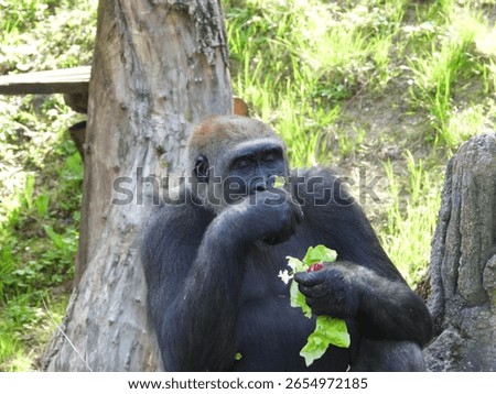 close-up of an imposing gorilla