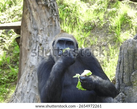 close-up of an imposing gorilla