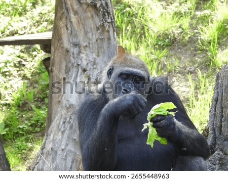 close-up of an imposing gorilla