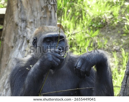 close-up of an imposing gorilla
