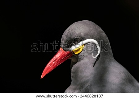Close-up of a Inca tern