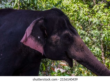 Closeup Of An Indian Or Asian Captive Elephant In Kerala India