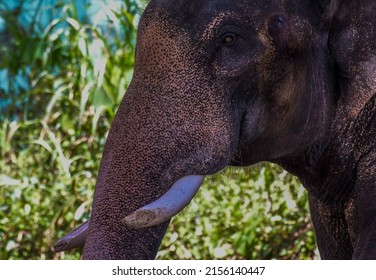 Closeup Of An Indian Or Asian Captive Elephant In Kerala India