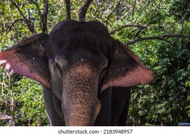 Closeup Of An Indian Or Asian Captive Elephant In Kerala India